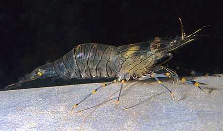 Prawn.
Aughrusmore pier, Connemara.
60mm. by Mark Thomas 