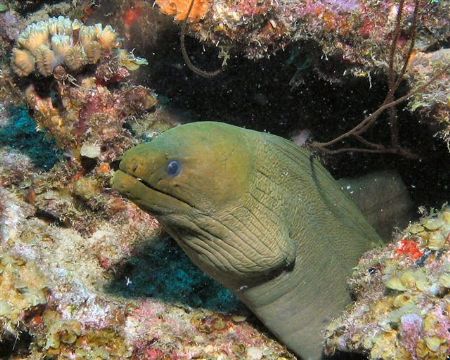 Green Moray at Blue Bay, Curacao by Jon Doud 