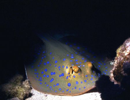 WHOA! Swimming into a small cave/crevice on a night dive ... by Rick Tegeler 