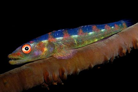 Taken at Bubble Beach dive site west of Dili with an Olym... by Nick Hobgood 