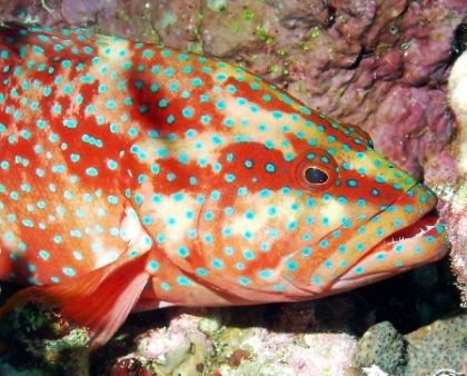 Photo was taken at Ras Mohammed (Shark observatory) with ... by Anel Van Veelen 