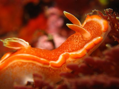 Orange Nudi in Taiwan North East Coast... enjoying the cu... by Alex Tattersall 