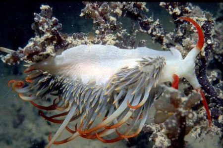 Naudibranch taken in Darwin Harbour NikonosIII 2:1 extens... by Chris Kennedy 