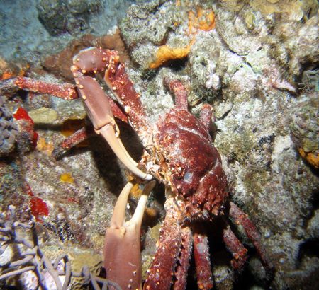 Large crab feeding during night dive at Paradise Reef in ... by Gary Schlei 
