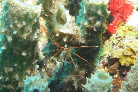 Arrow crab shot at Klein Curacao. by Jon Doud 