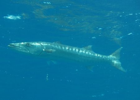 I found this huge barracuda at the end of the dive in Eel... by Nikki Van Veelen 