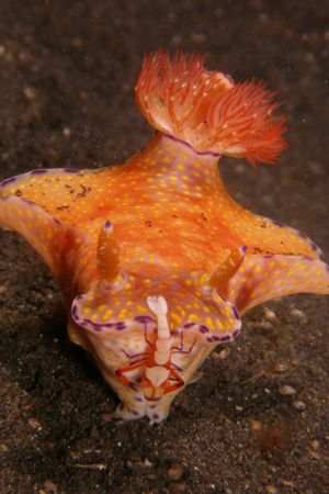 Shrimp & Nudi Sulawesi 2005 by Brad Cox 