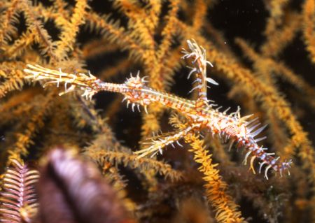 Ornate Ghost Pipe fish doing what it does- Hiding! by David Spiel 