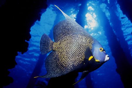 French Angel under the Salt Pier in Bonaire by Jerry Hamberg 