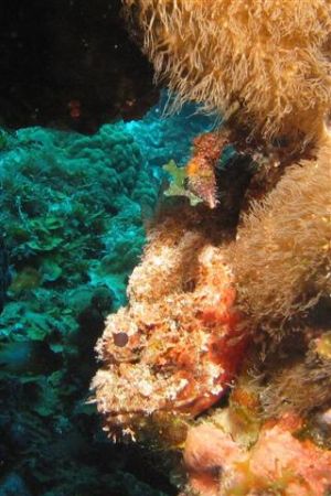 Scorpion fish at Klein Curacao by Jon Doud 