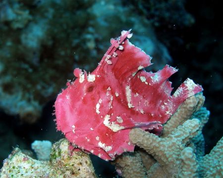 Pink Frogfish at Sipadan. Olympus SP350 by Alex Lim 