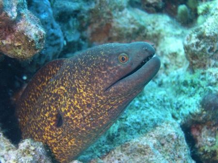 Moray taken at Sharksbay, Sharm el Sheikh with Olympus C60. by Nikki Van Veelen 