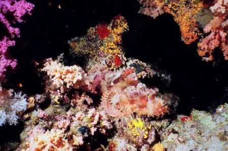 Scorpion Fish Camouflage!
Shark Reef, Ras Mohamed Park, ... by Erich Reboucas 