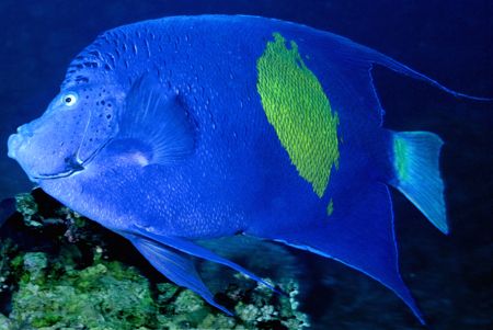 Arabian Angel fish in Eilat. by David Spiel 