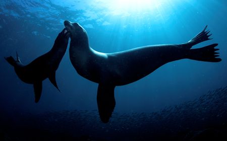 Mother and baby Sealion. Sea of Cortez. D2x 10.5 FE. by Rand Mcmeins 
