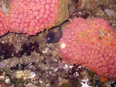 Moray Eel with soft corals taken at South West Rocks. by Andy Thirlwell 