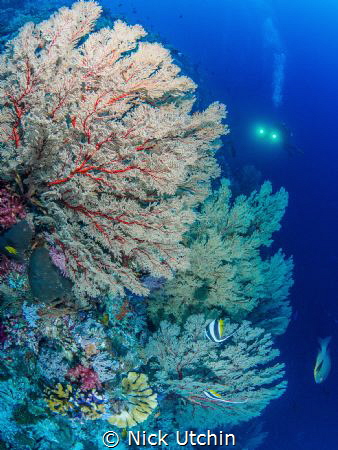 Sea Fan Coral by Nick Utchin 