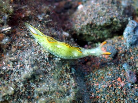 Taken at Seraya Secrets, Bali, Indonesia. Thus ends my Ba... by Dennis Siau 