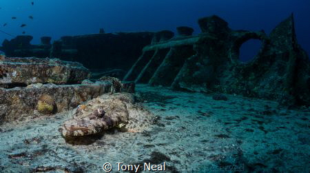 Thisser croc fish by Tony Neal 