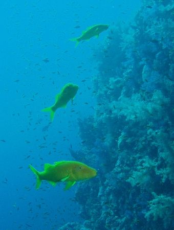 Goatfish taken at Shark Reef, Ras Mohamed Park with Olymp... by Nikki Van Veelen 