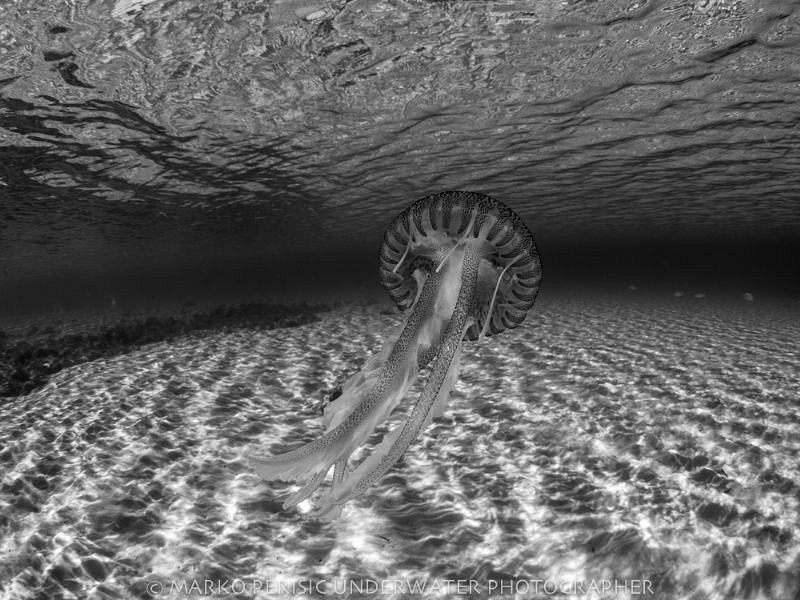 BW by Marko Perisic 