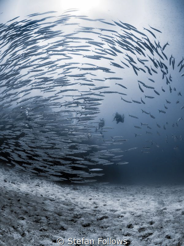 Reciprocal

Chevron Barracuda - Sphyraena qenie

Sail... by Stefan Follows 