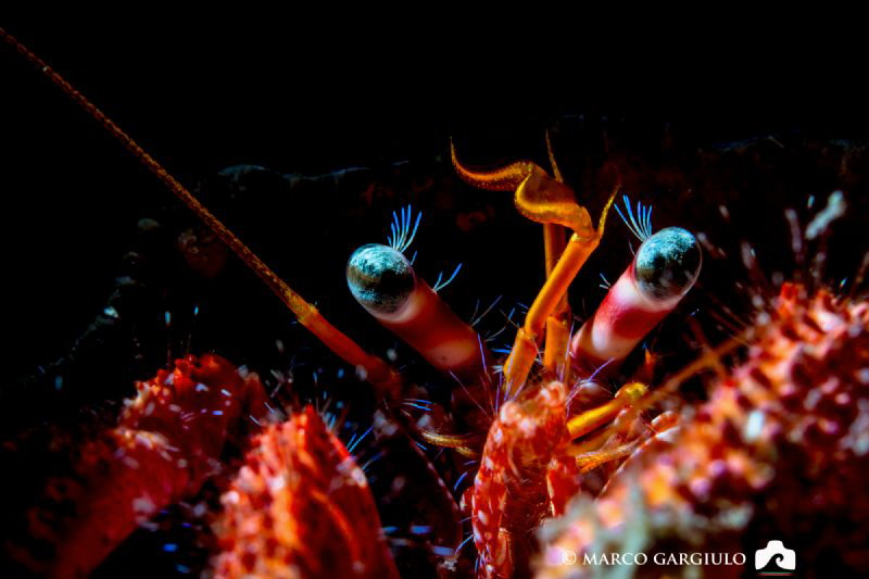 Eyes of Little pagurian, Micro Nikkor 40 mm + Nikon D7200... by Marco Gargiulo 