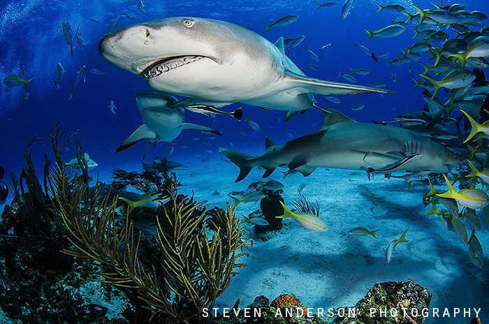 Lemon Shark rises !!!! by Steven Anderson 
