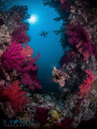 Location: Red Sea
Olympus OMD-EM5, 
Nauticam Housing 
... by Christian Llewellyn 