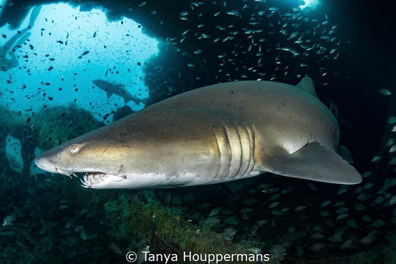 'Caribsea Companions' - There is no better place to find ... by Tanya Houppermans 