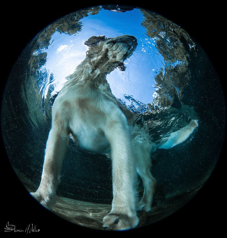 Where is your ball?? by Steven Miller 