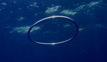 "A Ringer" This photo was taken yesterday in Roatan, whil... by Steven Anderson 
