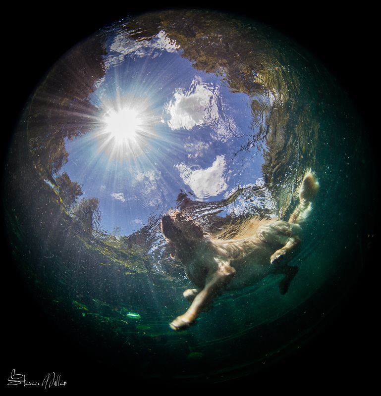 Dog days of summer.. still looking for that ball. by Steven Miller 