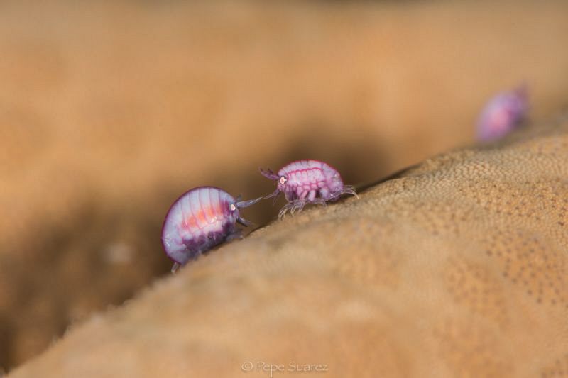 1mm aliens fighting on top of a star fish by Pepe Suarez 
