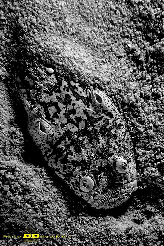 Live sand - Cebu -Philippines by Marco Faimali (ismar-Cnr) 