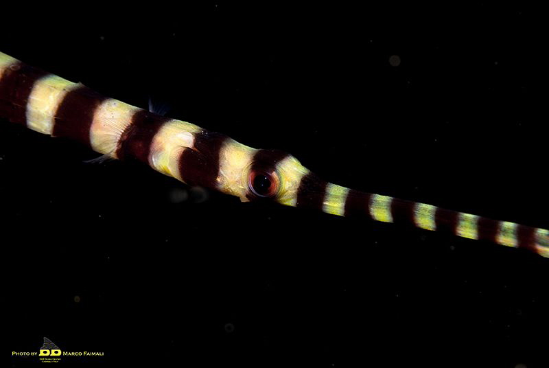 Stripes in the night - El Nido - Palawan - Philippines by Marco Faimali (ismar-Cnr) 
