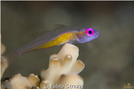 Pink eye goby by Fabio Strazzi 