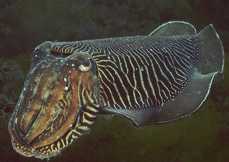 Cuttlefish.
Devon. 60mm. by Mark Thomas 