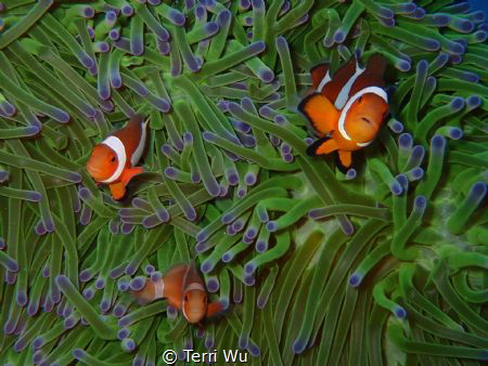Attack!!
Taken by TG4 by Terri Wu 