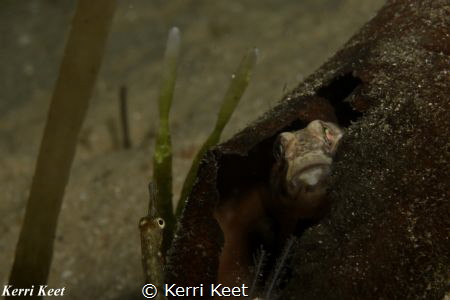 Is it safe to come out? Goby hides in a broken off kelp f... by Kerri Keet 