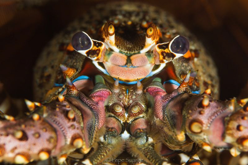 cray fish by Pepe Suarez 