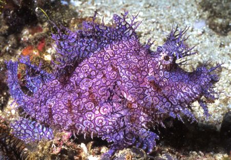 Lacey Scorpion Fish. by David Spiel 