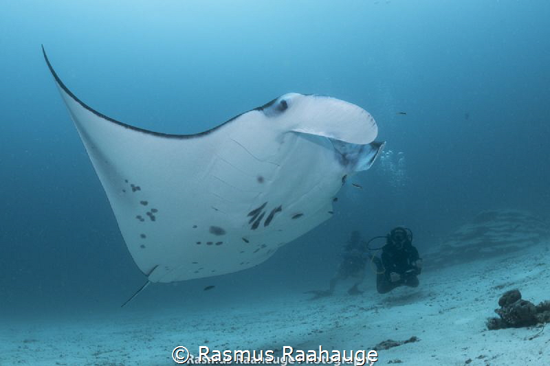 Manta on a cleaning station by Rasmus Raahauge 