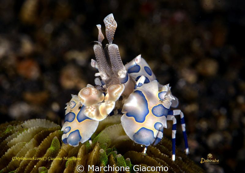 Arlequin shrimp . Lembeh strait 

With Daniele Daniele ... by Marchione Giacomo 