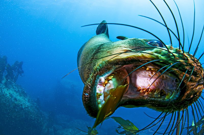 ~ What Time IS It? Its Play Time! ~

A Cape Fur Seal ha... by Geo Cloete 