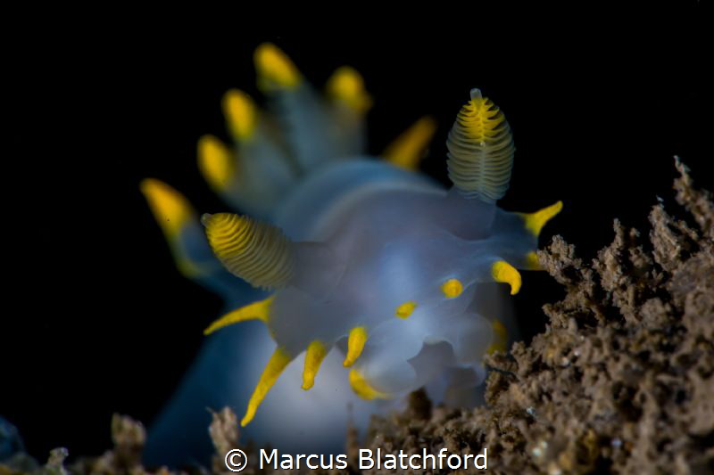 White & Yellow slug by Marcus Blatchford 