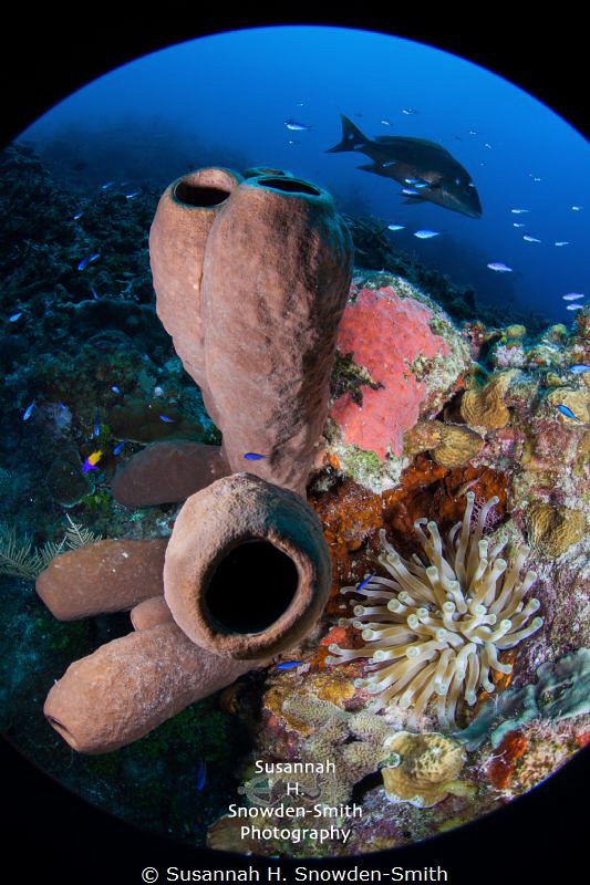 Cayman's beautiful North Wall, rich with life!  An anenom... by Susannah H. Snowden-Smith 
