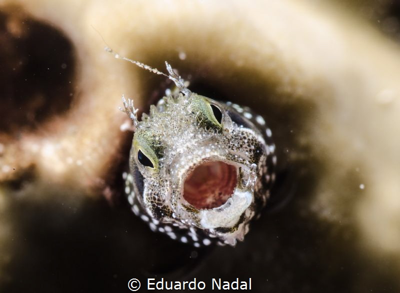 open big!!!!!!! by Eduardo Nadal 