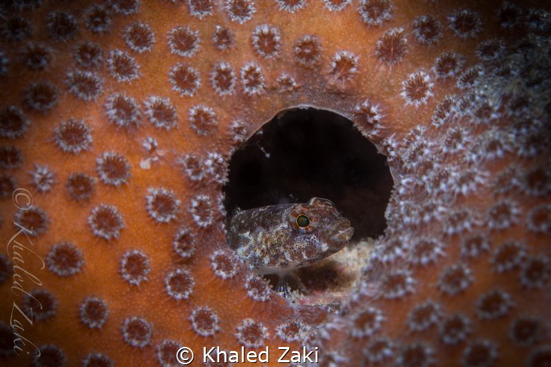one of my favorite pictures from last week U/W photograph... by Khaled Zaki 