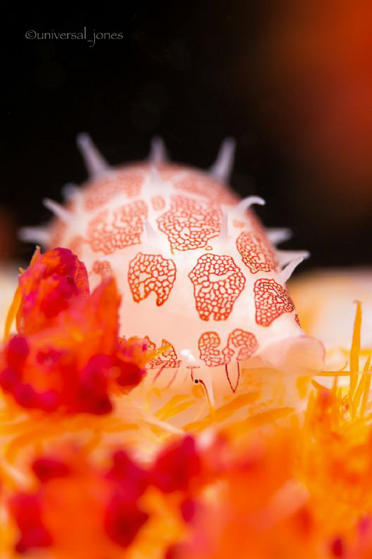 "Cowrie" by Wayne Jones 